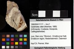 Foto (Objket + Etiketten) von Galatheites zitteli (Moericke, 1889) 